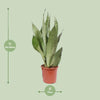 Sansevieria Moonshine - Ø17cm - ↕60cm