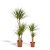 Dracaena - ↨120cm - Ø21cm + Dracaena - 70cm - Ø17cm