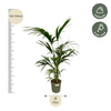 Kentia Palm - 130 cm - Ø21cm