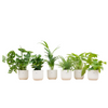 Verrassingsbox - 6 planten inclusief elho Vibes Fold Round Ø14 wit