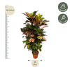 Codiaeum (Croton) Iceton vertakt - 120 cm - Ø24cm