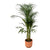 Areca palm - ↨110cm - Ø21cm inclusief elho Vibes Fold Round roze D22xH20