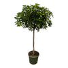 Schefflera Gold Capella stam - 180 cm - Ø45cm